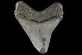 Juvenile Megalodon Tooth - Georgia #99119-1